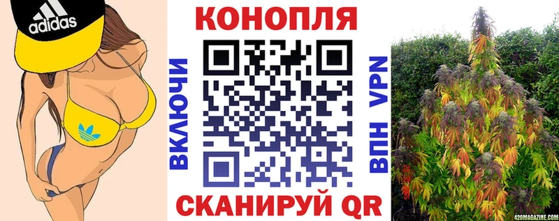 где продают   мега вход  Бошки марихуана THC 21%  Багратионовск 